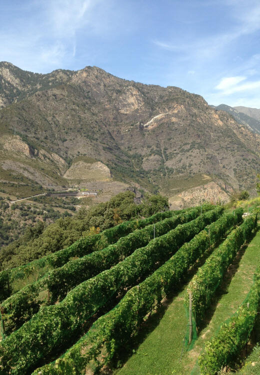 Cellers Casa Auvinyà, creation de vins auvinyà, Andorre sant julia de loria